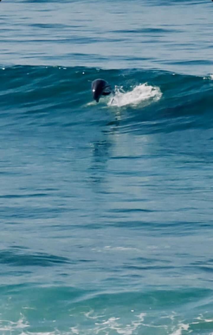 Dolphin Beach Get Away Rosarito Buitenkant foto